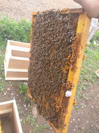 Пчелопакеты_бджолопакети (карпатка)