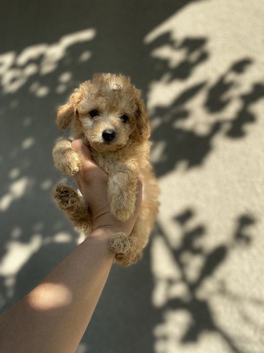 Мальтипу ррскошная мини девочка