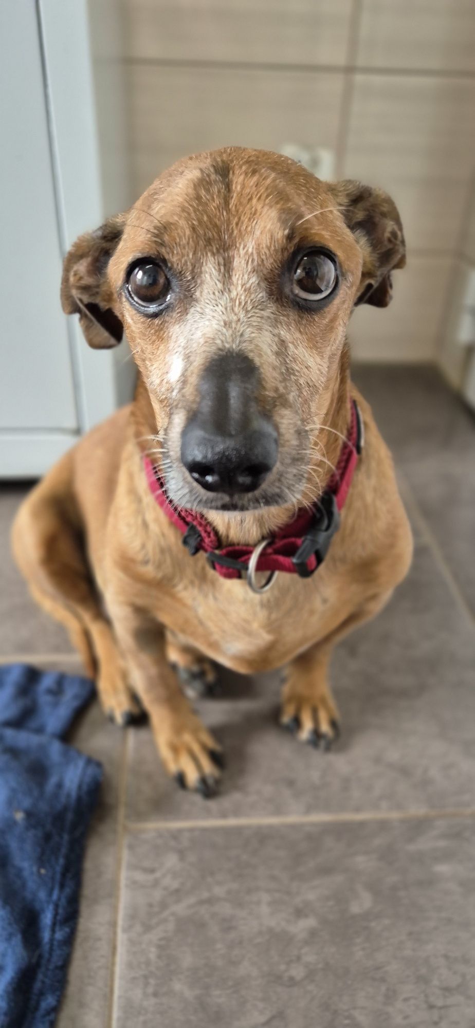 Piesek okolo 5 lat