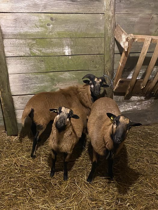 Sprzedam owce kameruńskiej oraz Barana