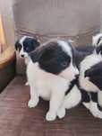 Border collie suczka
