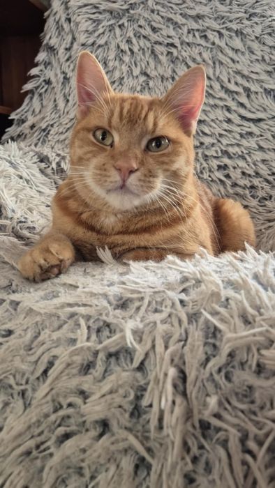 Rudy Rysio - o cudownym charakterze szuka domu