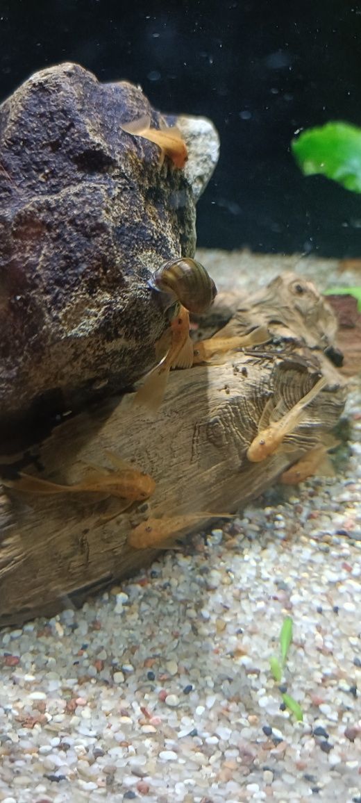 super red welonowy,zbrojnik,ancitrus,glonojad