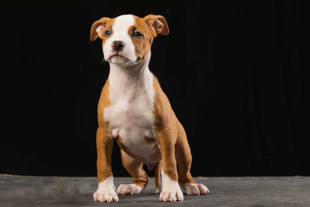 Породный амстафф