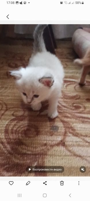 Віддам дуже гарних ,ласкавий кошенят.