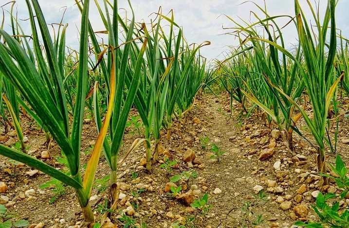 Czosnek obierany na biało - świerzy i wyjątkowo aromatyczny