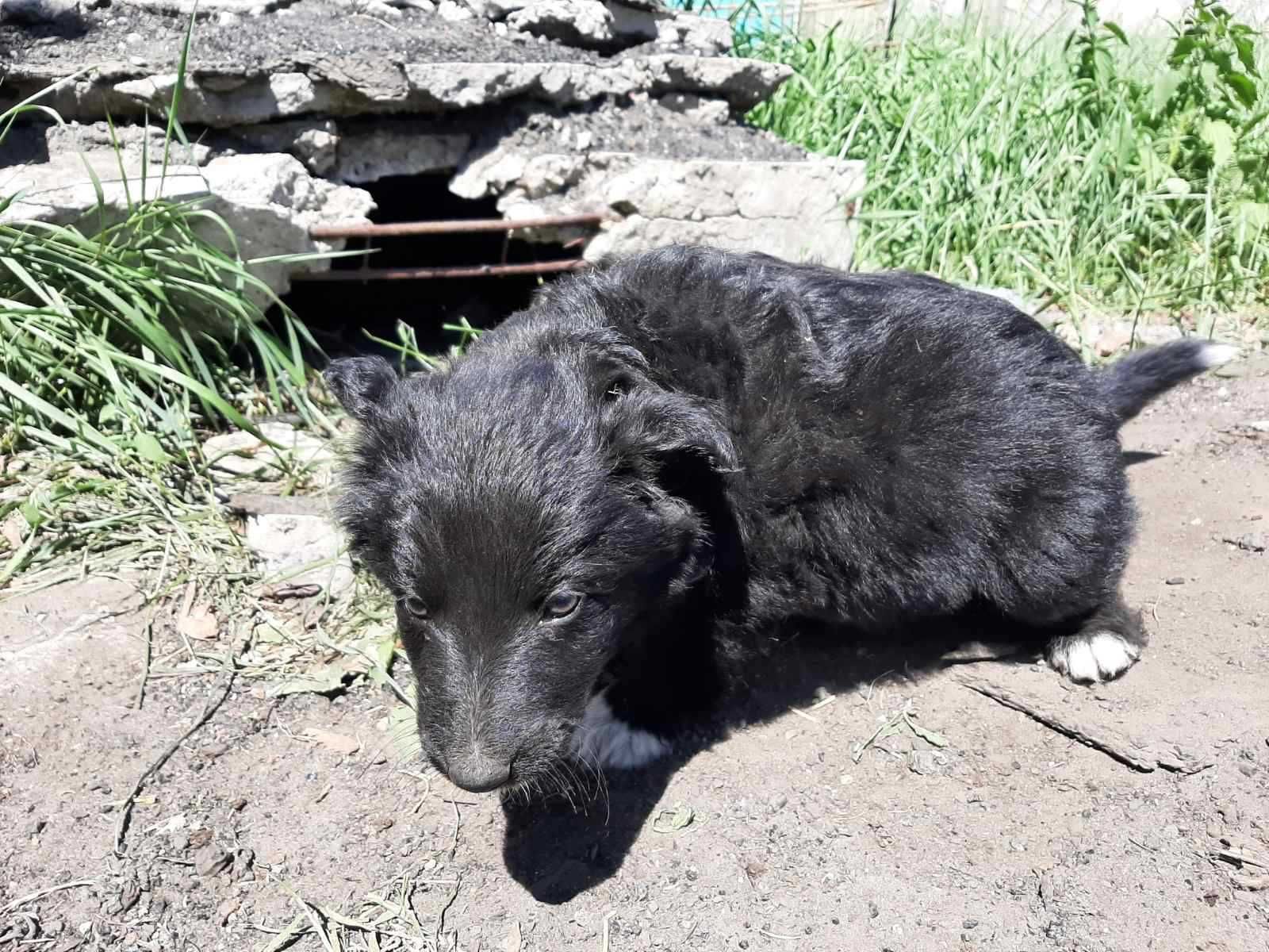 Цуценята в добрі руки