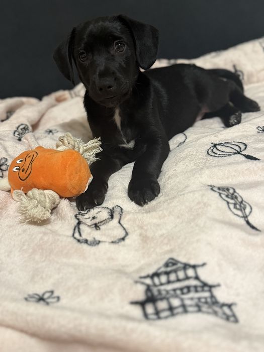 Oddam cudownego pieska w wyłącznie dobre ręce