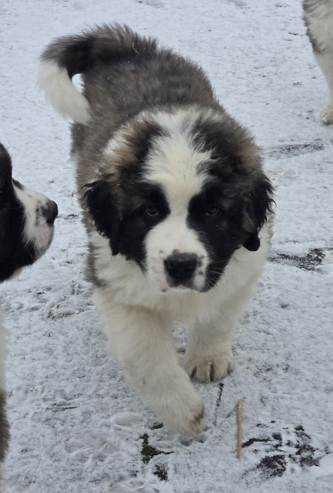 Moskiewski Pies Stróżujący rodowód (Nie Bernardyn, Nie Kaukaz)