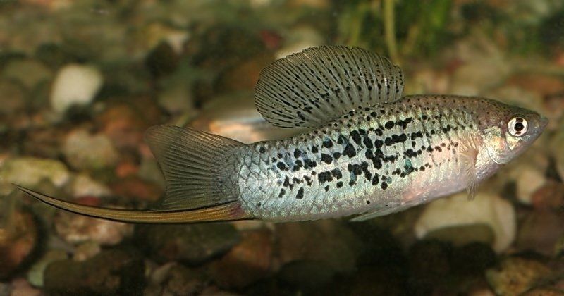 Xiphophorus nezahualcoyotl – dziki mieczyk
