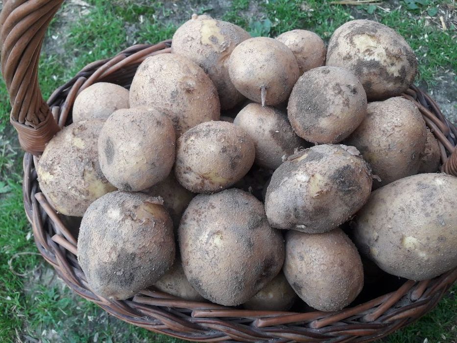 Ziemniaki Vineta, Soraya, Bellarosa