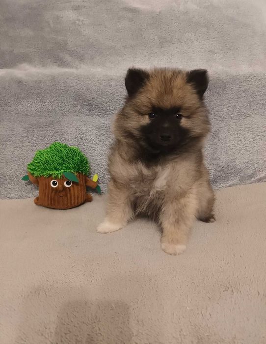 Szpic Wilczy - piesek