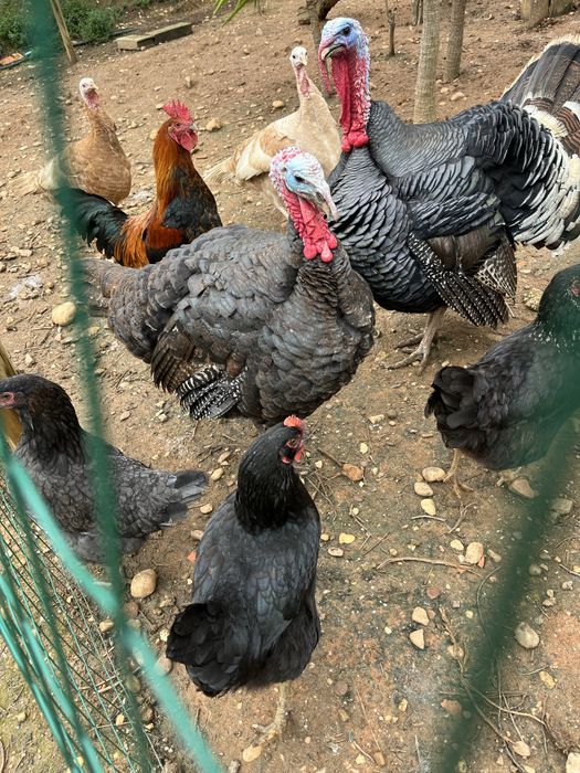 Peru macho deste ano