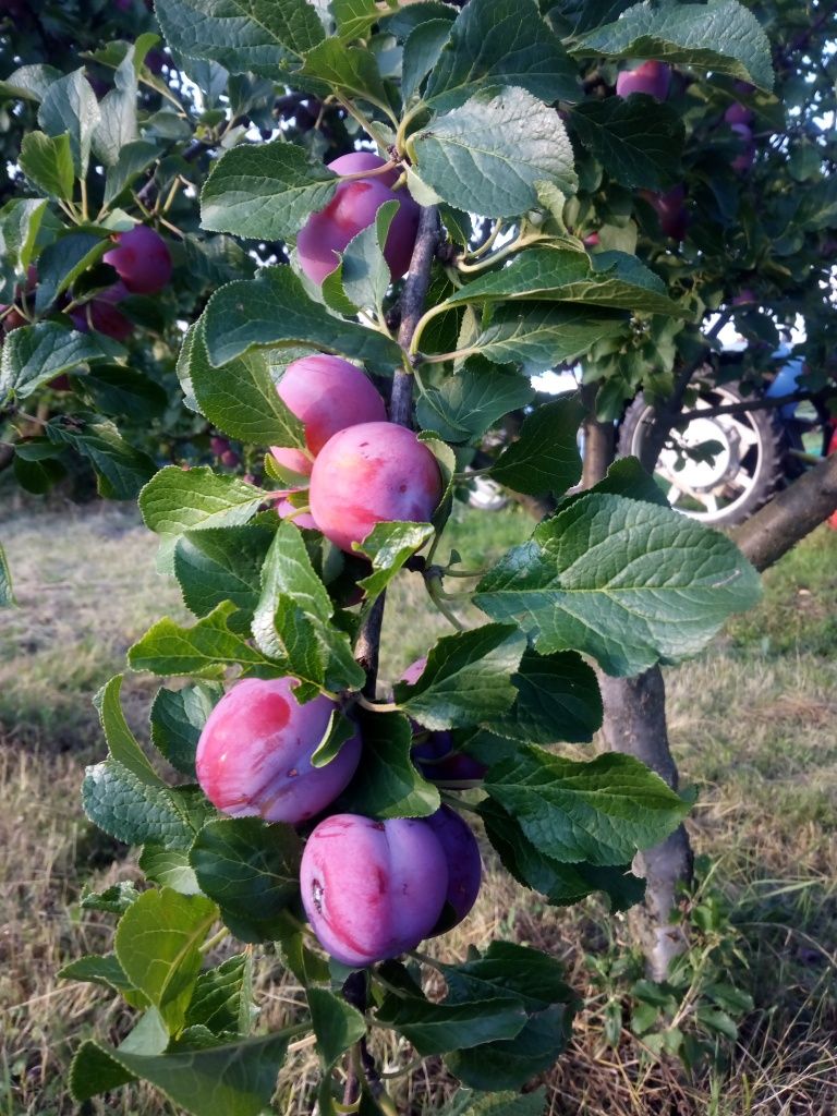 Sprzedam śliwki, wiśnie i borówki.