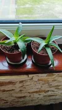 Aloes , Aloe vera,