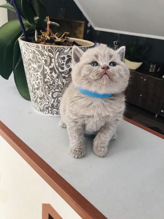 Шотландська дівчинка.