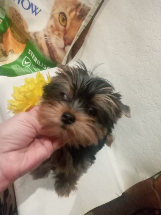 Очаровательная блондинка