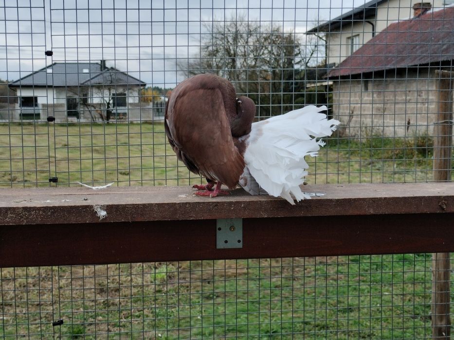 Gołębie ozdobne pawiki/pawik Biały ogon
