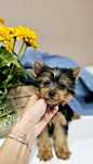 Yorkshire Terrier ZKwP/FCI