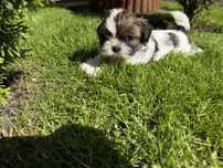 Tobi szczeniaczek rasy shih tzu