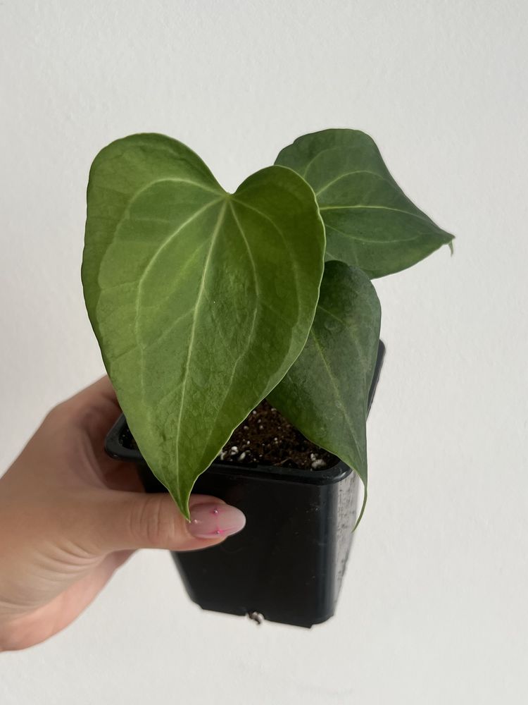 Anthurium Delta Force Anturium