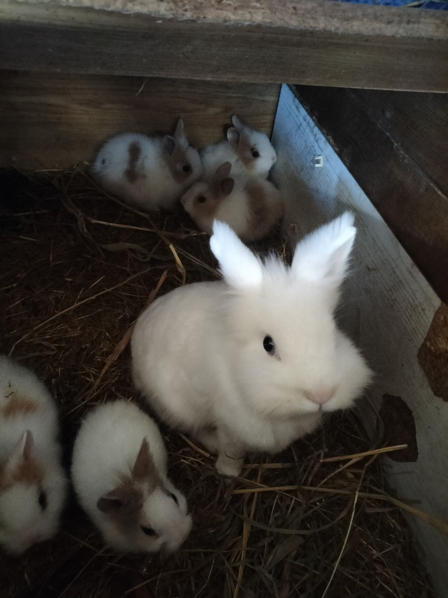 Króliczki miniaturki