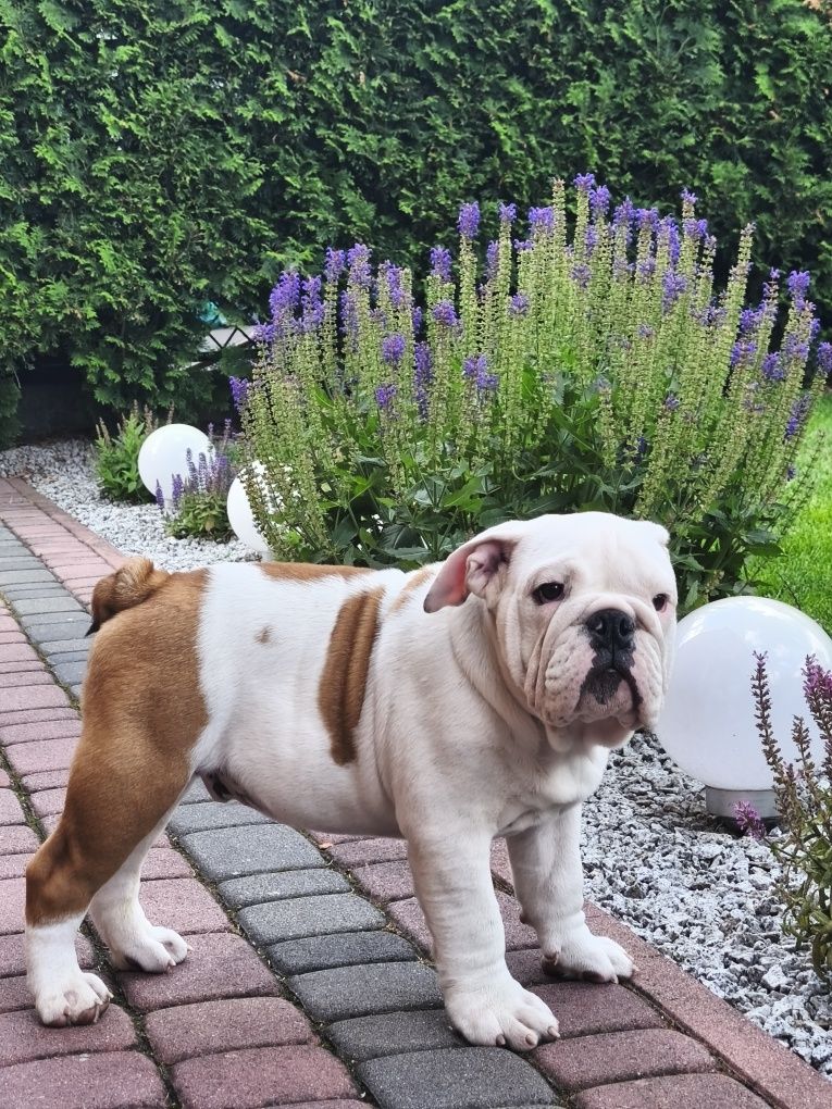 Buldog angielski FCI