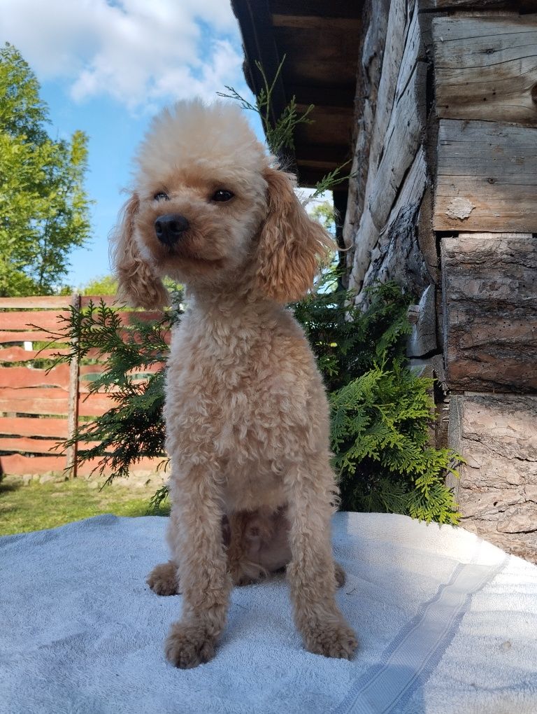 Cavapoo piesek , ( hybryda maltipoo, maltańczyk, cavalier, pudel)