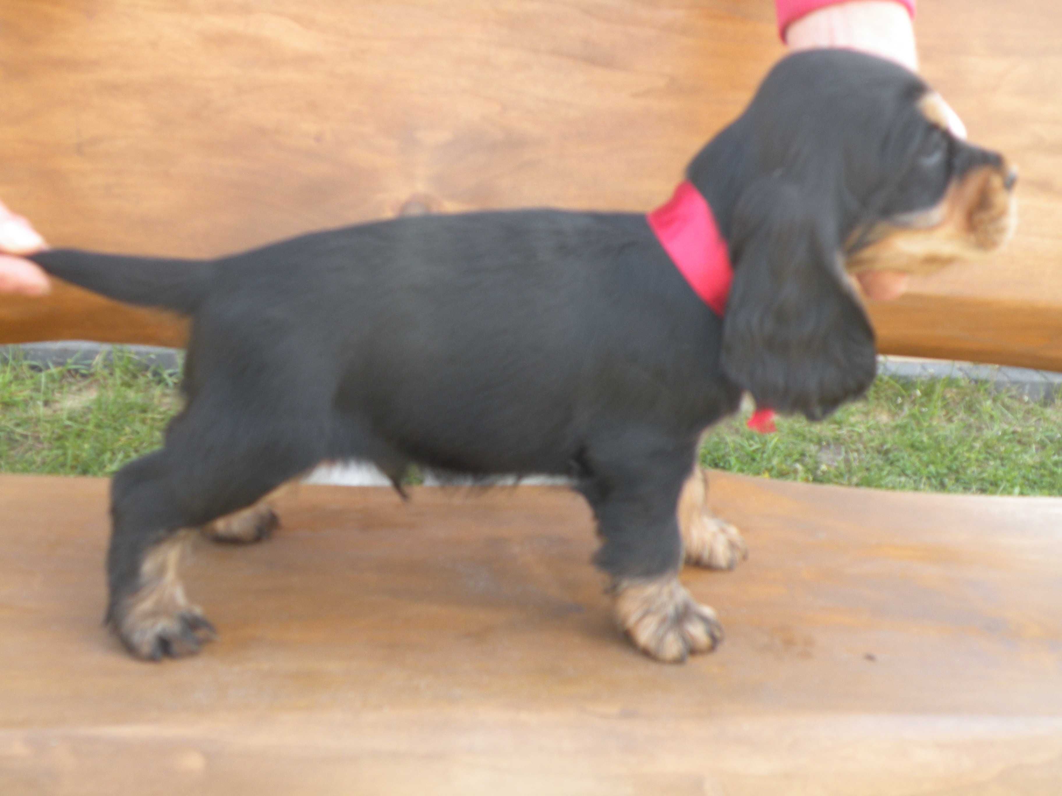 cocker spaniel angielski