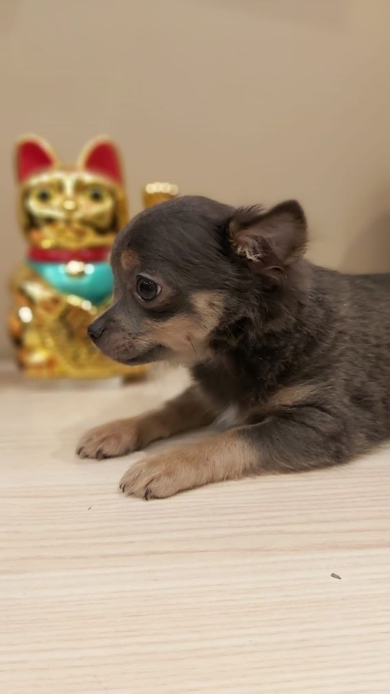 Chihuahua niebieski piesek 3 miesięczny