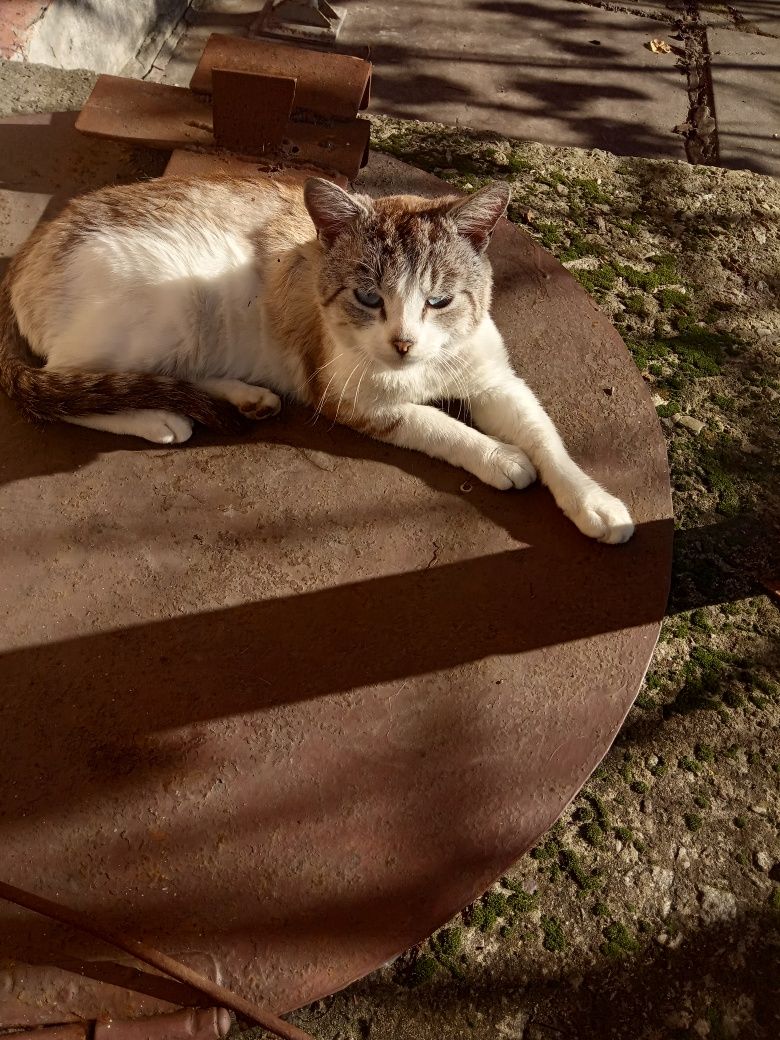 Молодий гарний котик-  муркотун Луїс Корвалол з блакитними очима шукає