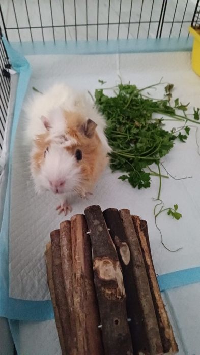 Świnka morska samiec  Oddam