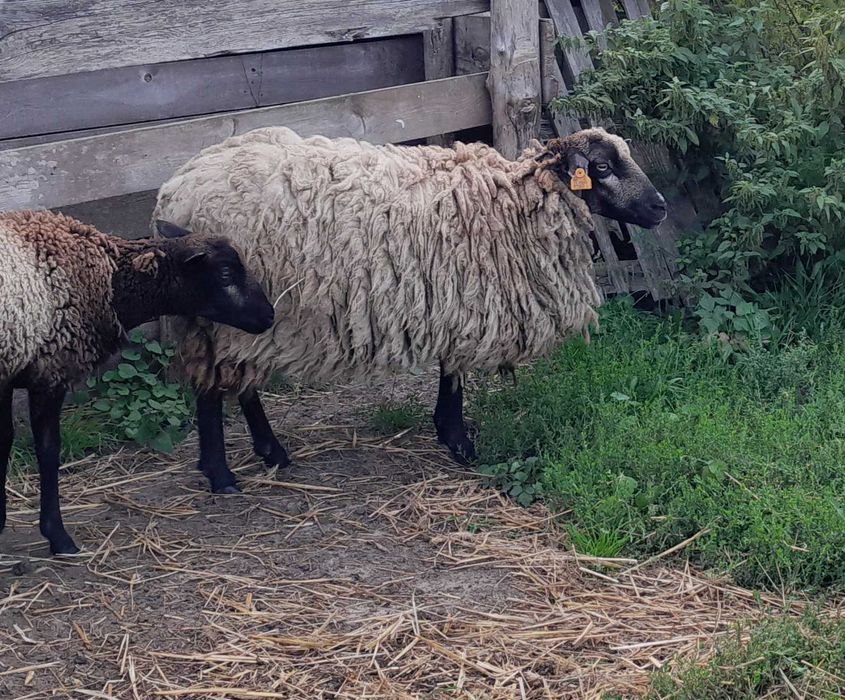 Sprzedam owce, mieszańce kameruńskie