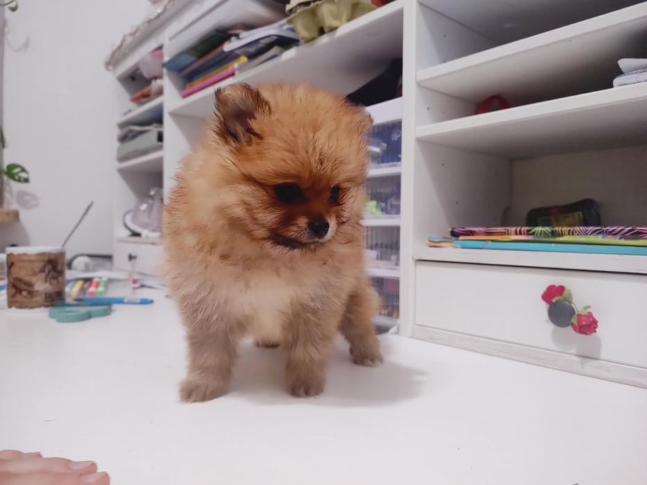 Szpic miniaturowy Pomeranian