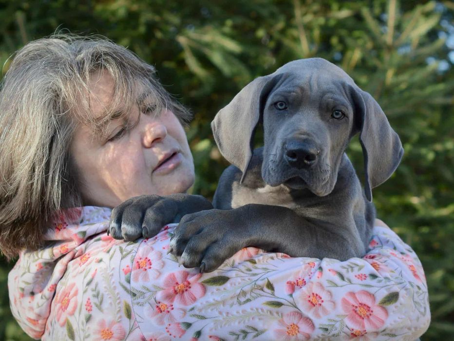 Племенные щенки из питомника. В родословной лучшие европ.производители