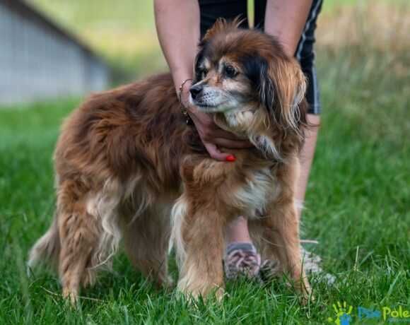 Kochany, starszy psiak PITER szuka nowego domku!