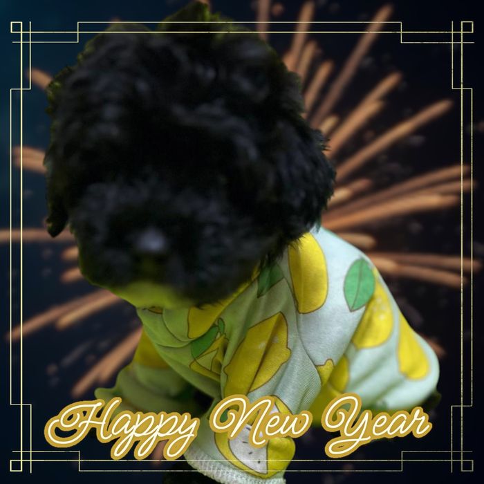 Очаровательные щенки Мальтипу