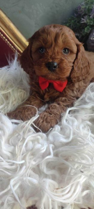 Cavapoo > cavalier & pudel > piesek .