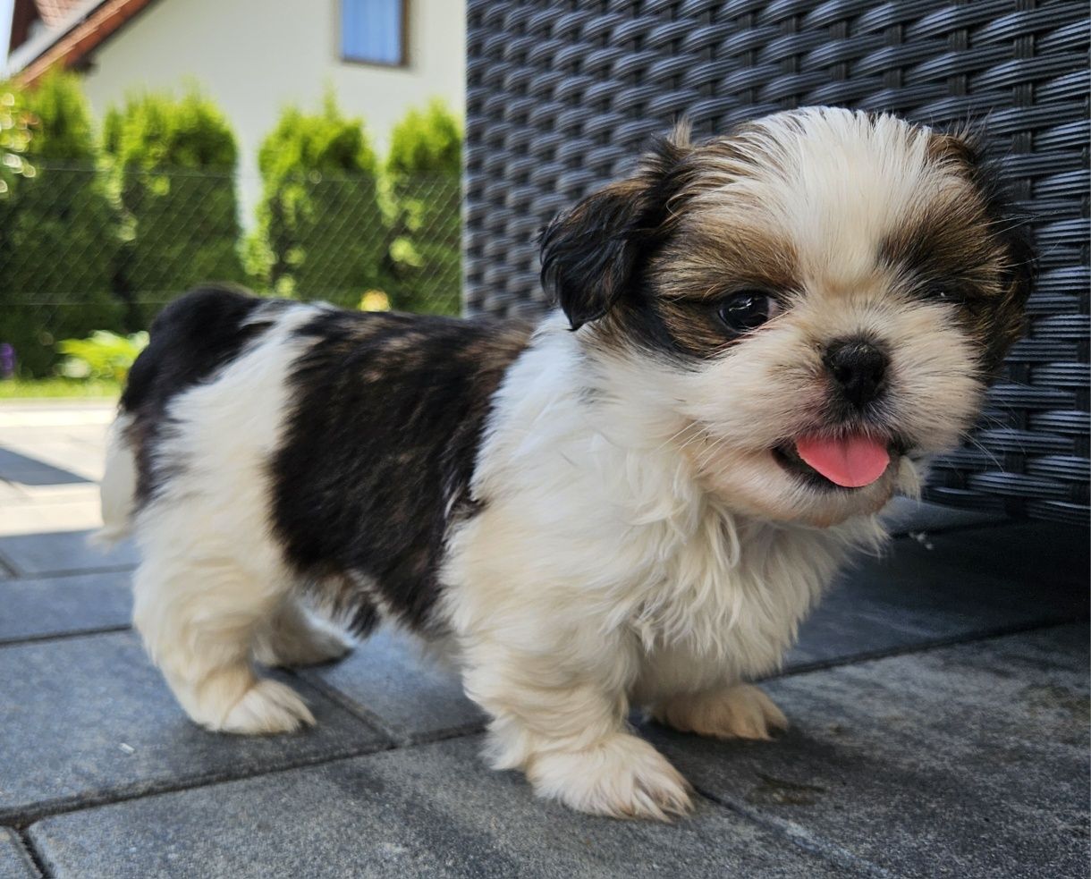 Shih tzu TRI color