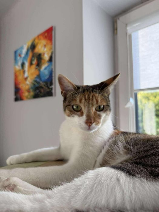 Piękna kocica szuka domu