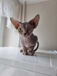 Kocięta koty Devon Rex
