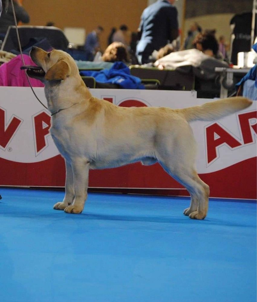 Labradora Retriever descendente de campeão