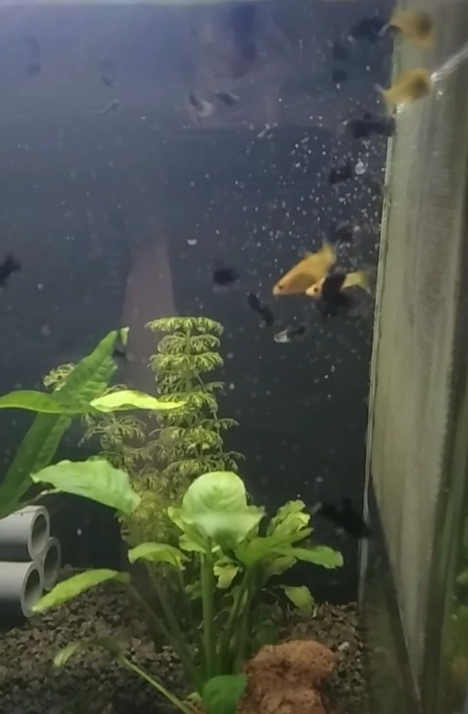 Vendo mollys negras e amarelas
