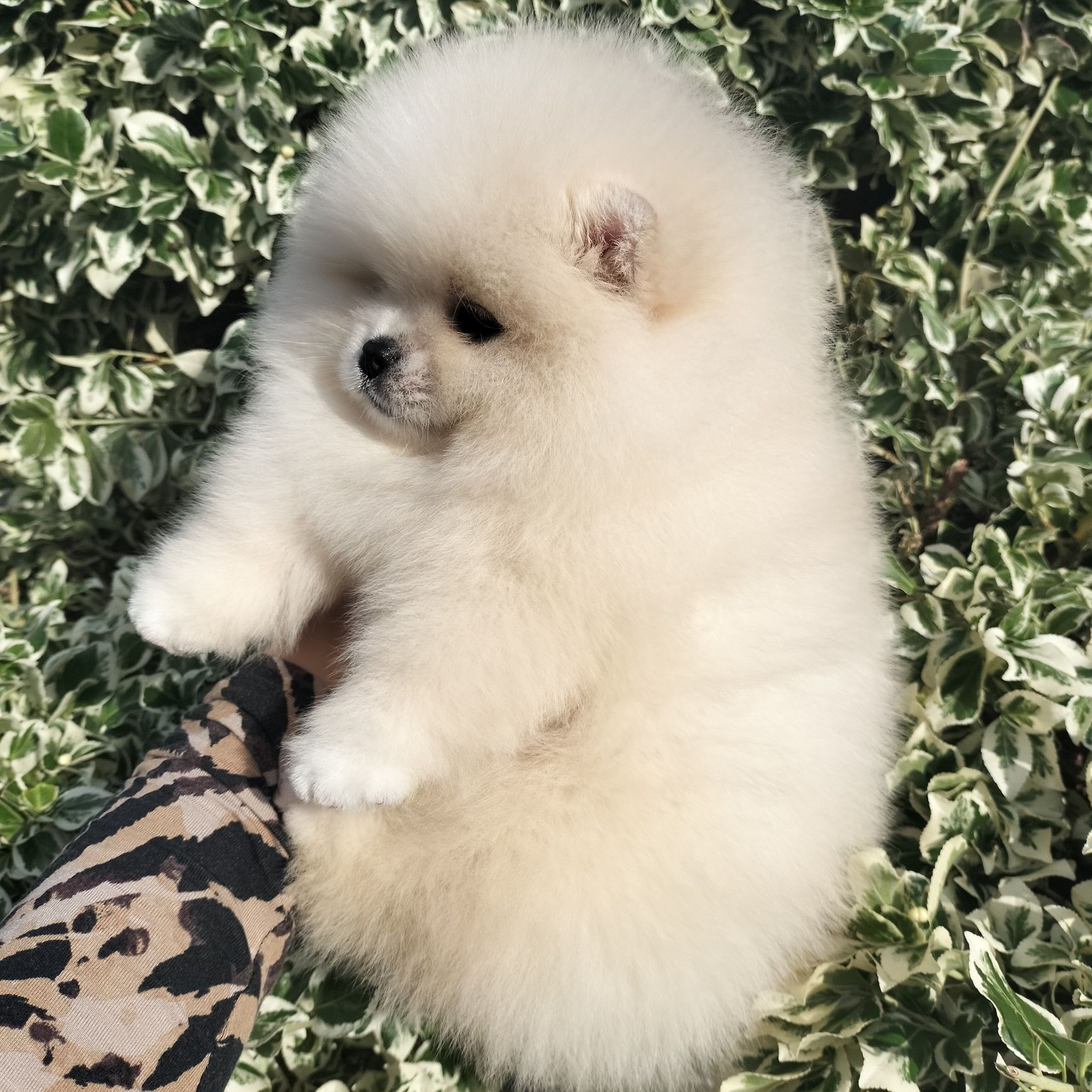 Szpic miniaturowy FCI Pomeranian ZKwP BOO