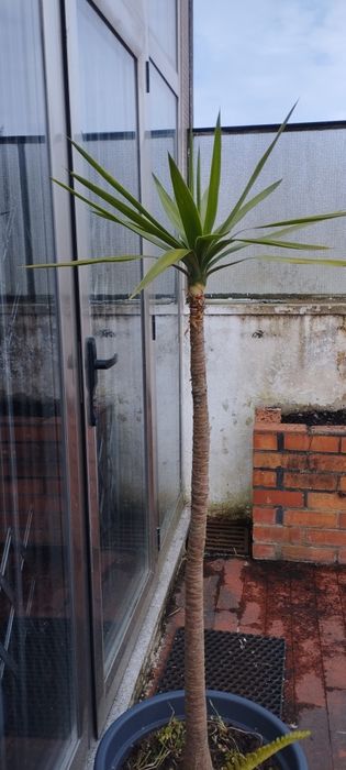 Palmeira em vaso