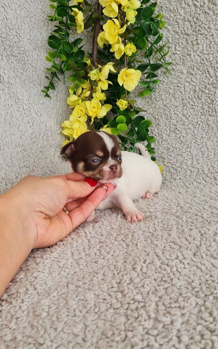 Excecional menina minimini Chihuahua.Chiuaua linhagem Russa, Qualidade