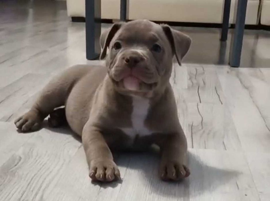 American Bully ABKC  lilak ,pocket gotowe do odbioru