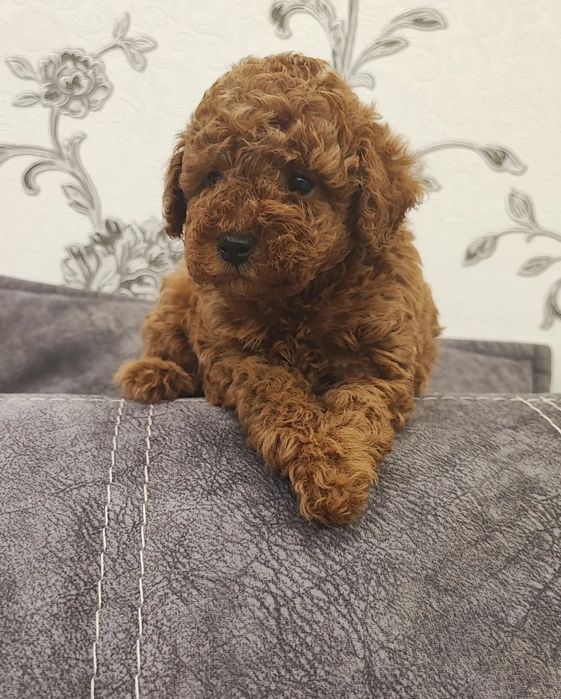 Хлопчик Лямур шукає найріднішу людину