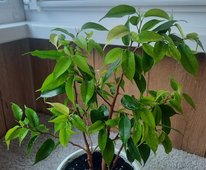 Фікус бенжаміна  в горшку