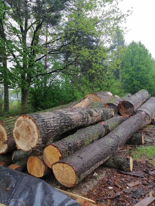 Sprzedam jesion olcha dąb topola mix średnice